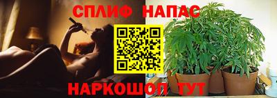 гидра Ставрополь